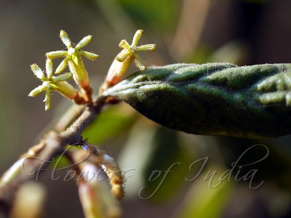 Hairy Mistletoe